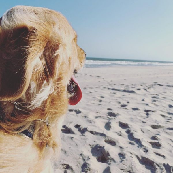 Read more about the article Itâ€™s October!!  Dogs are officially allowed on the beach!!   …